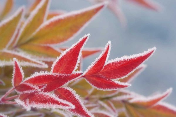 Frost-rimmed leaves in winter
